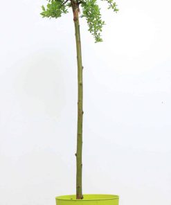 Salix arbuscula
