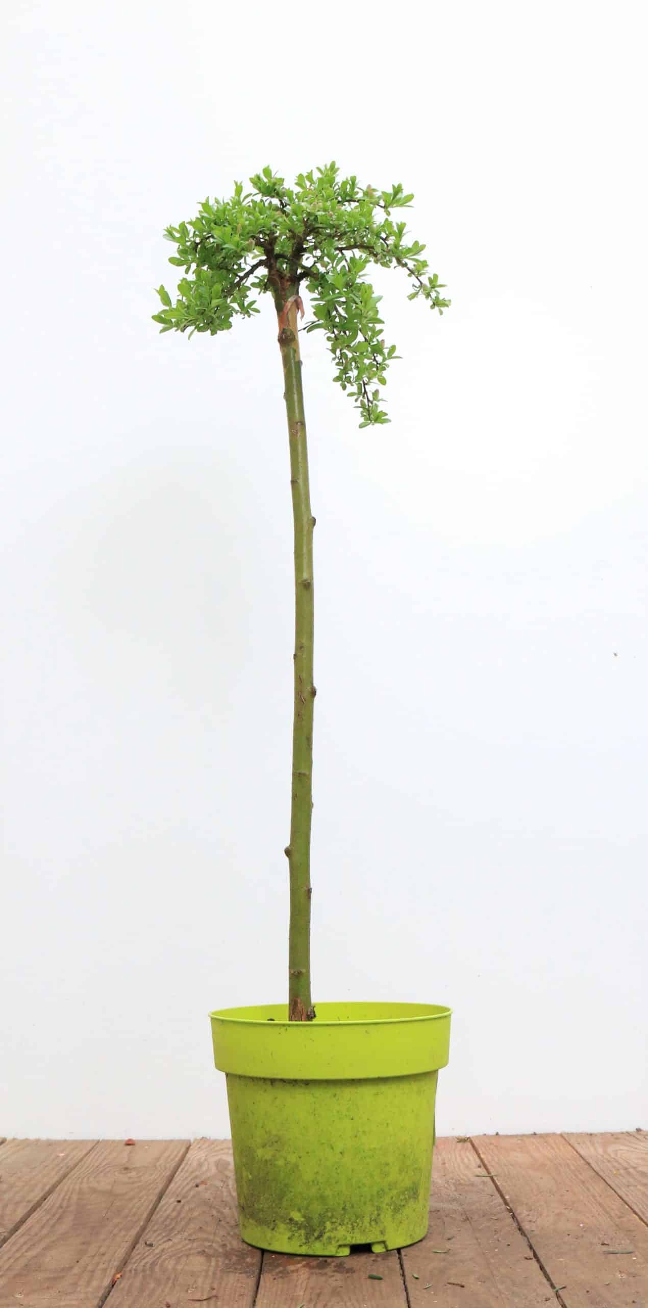 Salix arbuscula