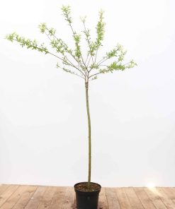 Salix integra 'Hakuro Nishiki'