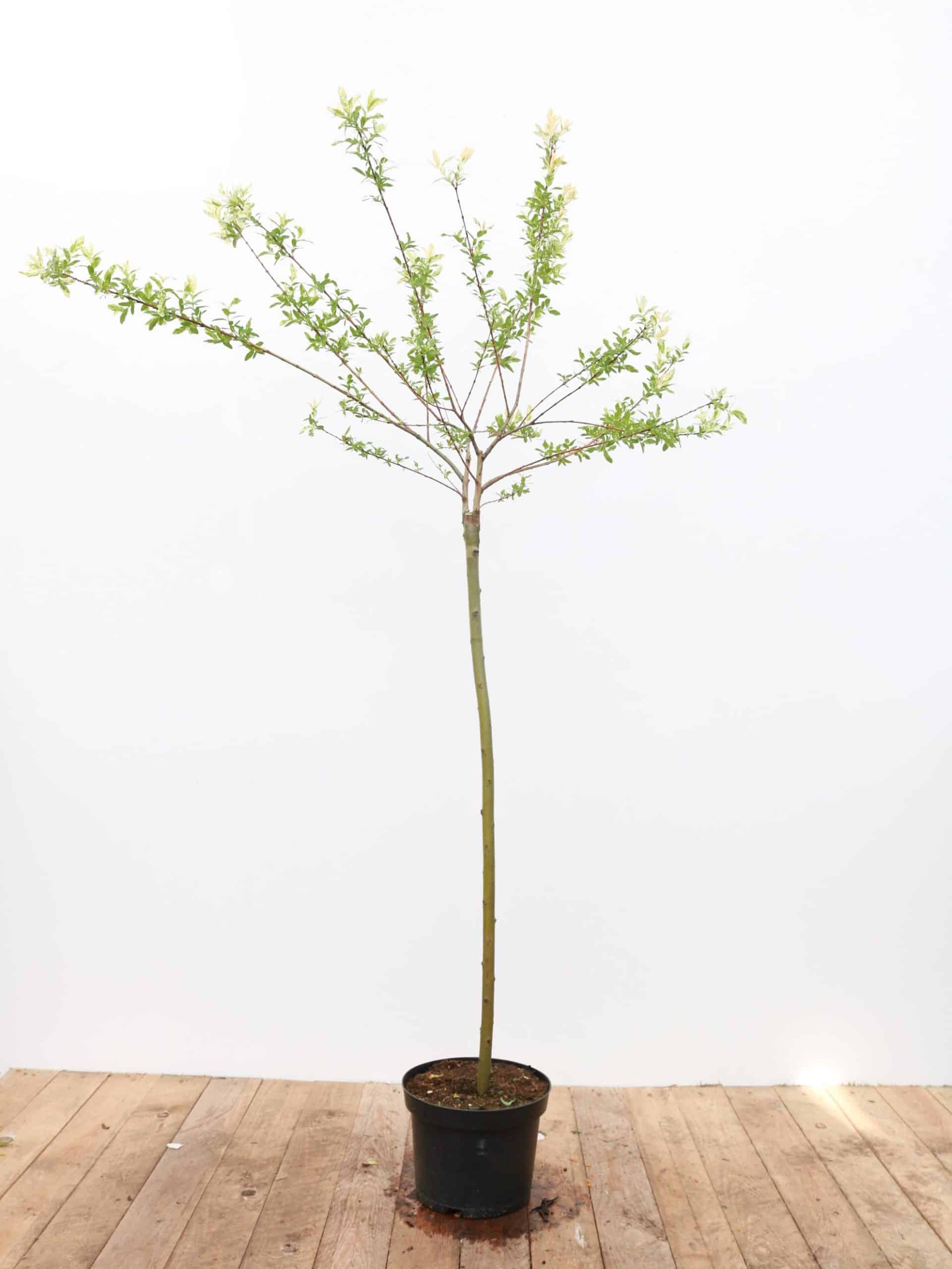 Salix integra 'Hakuro Nishiki'