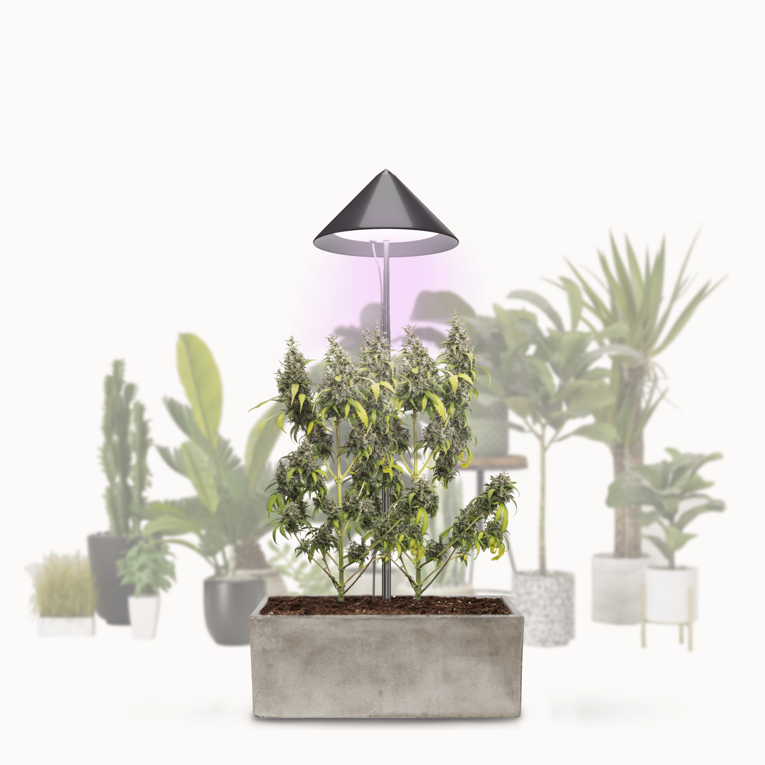 VENSO LED Pflanzenlampe Vollspektrum CANNA SUNLiTE