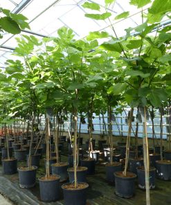 kompakter Feigenbaum 150 - 180 cm Obstbaum