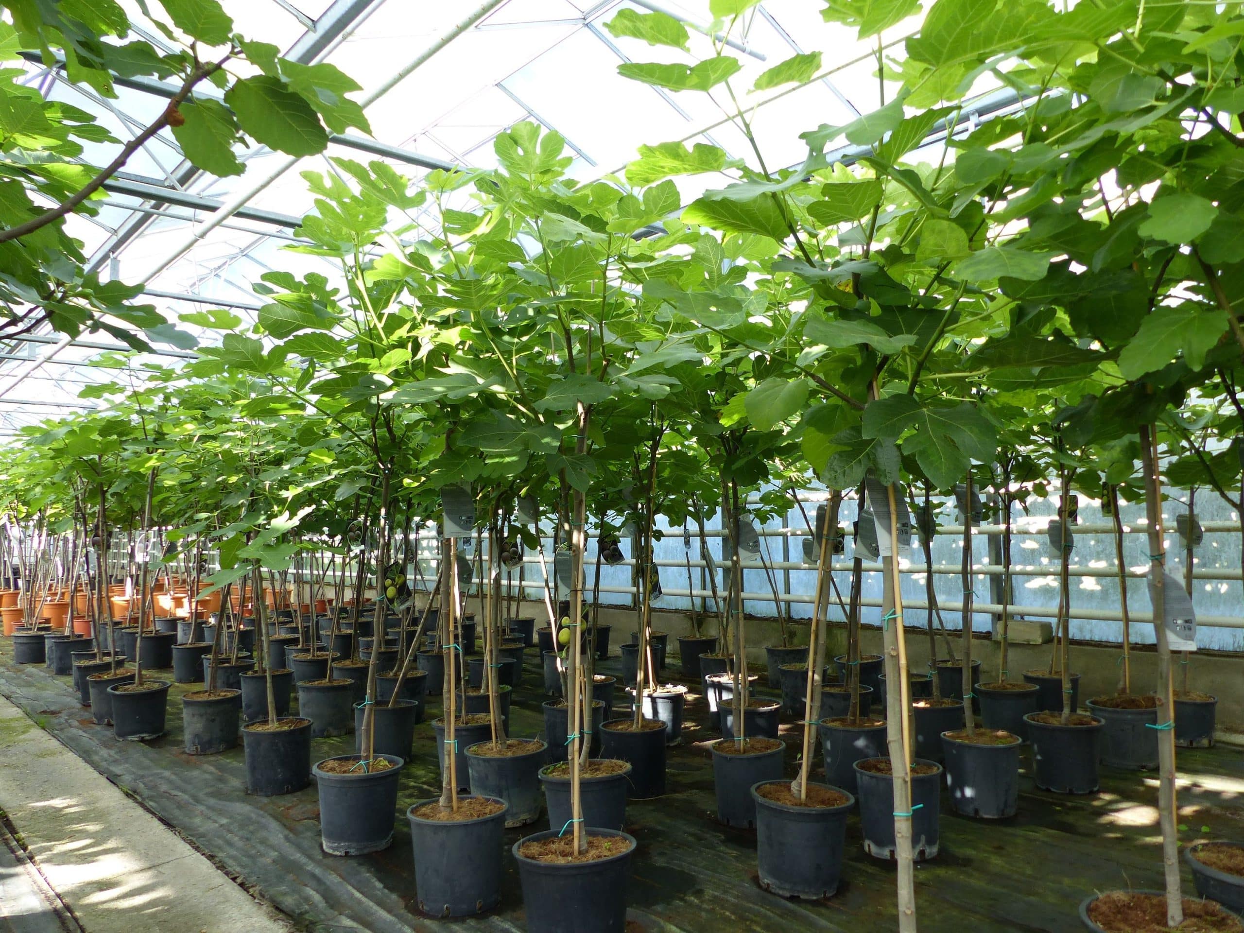 kompakter Feigenbaum 150 - 180 cm Obstbaum