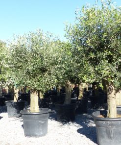 winterharter XXL Olivenbaum Premiumqualität 50 Jahre